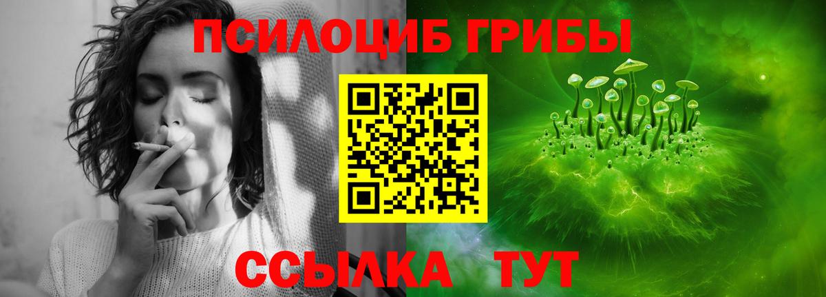 Псилоцибиновые грибы Psilocybe Абакан